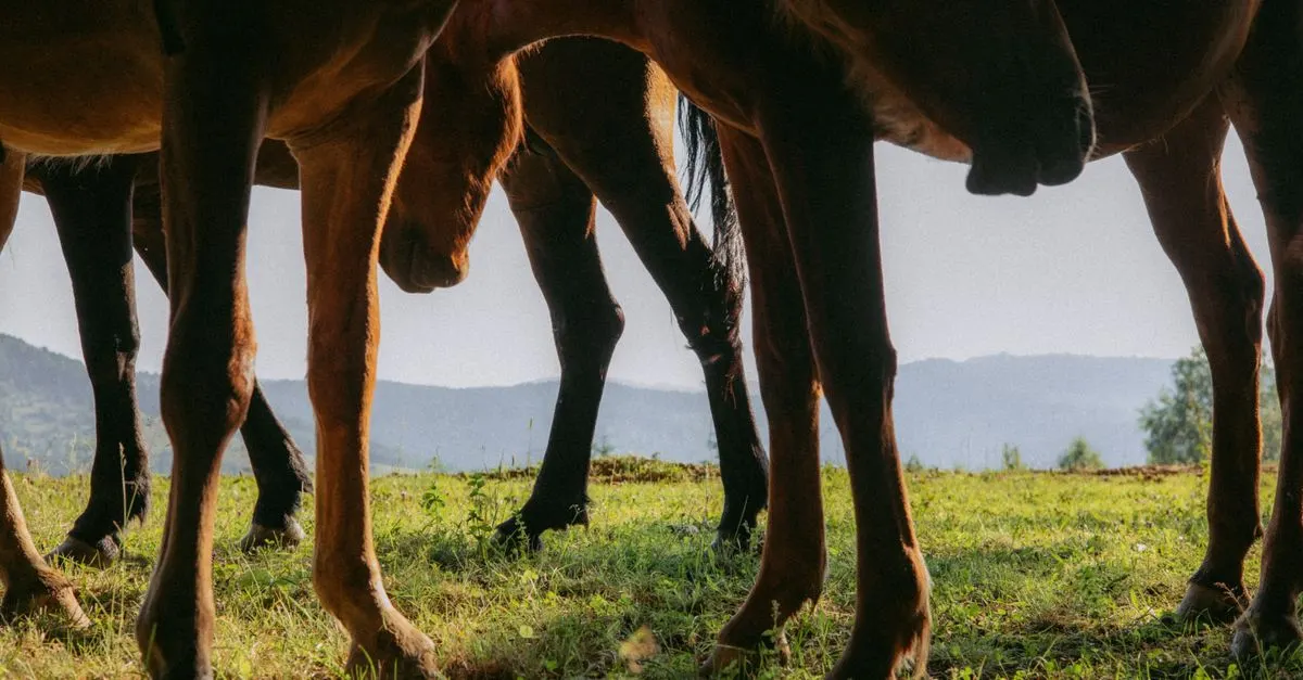 Définition et causes de la culotte de cheval