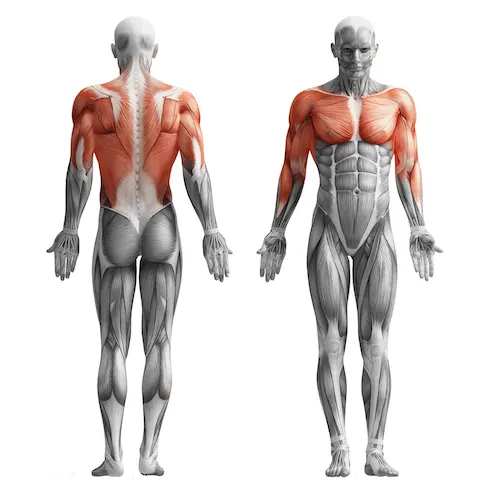 Quels sont les muscles sollicités lors d'une séance de tractions ?